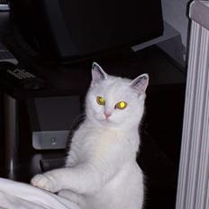 Blanding af racer tulle