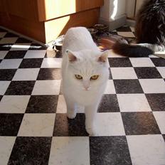 Blanding af racer tulle