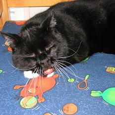 Blanding af racer Pumba