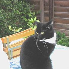 Blanding af racer Pumba