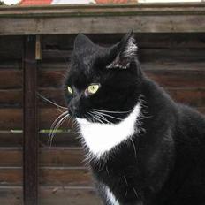 Blanding af racer Pumba