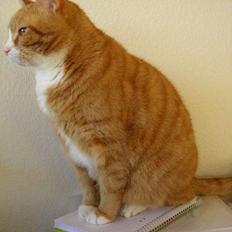 Blanding af racer Oliver *sov sødt lillemand*