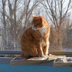 Blanding af racer Oliver *sov sødt lillemand*