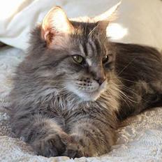 Maine Coon Hyrrokin