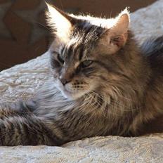 Maine Coon Hyrrokin
