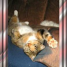 Blanding af racer Sally