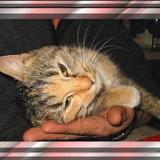 Blanding af racer Sally