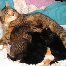 Blanding af racer Sally