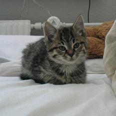 Huskat Pjevs +død 2/8-07+