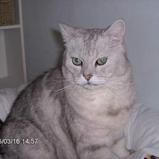 Blanding af racer Al Bundy