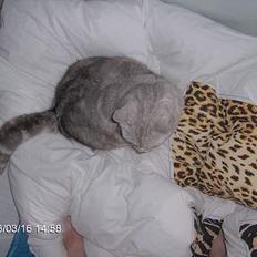 Blanding af racer Al Bundy