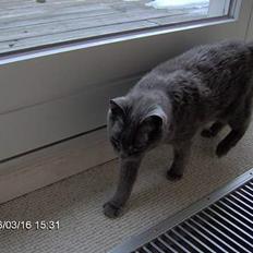 Russian Blue Azenia
