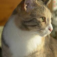 Blanding af racer Signe