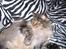 Maine Coon Victor