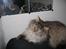 Maine Coon Victor