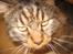 Maine Coon Victor