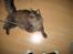 Maine Coon Victor