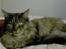 Maine Coon Victor