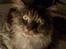 Maine Coon Victor