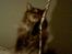 Maine Coon Victor