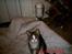 Huskat Cille