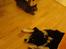 Huskat Dolph - Dolph og Lucy tager en slapper efter at have tumlet.