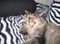Maine Coon Victor