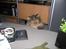 Maine Coon Victor