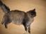 Maine Coon Victor