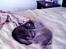 British Shorthair coco - coco og gigi nusser lidt