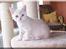 British Shorthair urban - han er sååå sød ikk