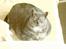 Huskat Mulle - Hendes gamle dage