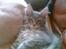 Maine Coon El Diablo POLY - Her ligger vi lige og dovner lidt...! Gaab.