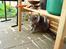 British Shorthair Speedy [DØD d.20/5-07] <3 - Grr ..