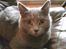 British Shorthair Speedy [DØD d.20/5-07] <3 - Taqet med mobil .