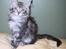 Maine Coon silver