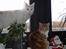 Maine Coon Candy (død dec08) - julen 2005, kigger ud af vinduet med felix