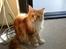 Maine Coon Candy (død dec08) - hvem mig ? jeg gør da ikke noget galt.