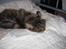 Maine Coon Victor