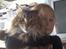 Maine Coon Løvehulens Hotlips - Hotlips og Sannie