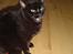 Blanding af racer Emma <3 *R.I.P.* - Mmmm...det smagte godt.