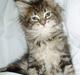 Maine Coon Vera