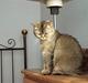 British Shorthair gigi
