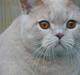 British Shorthair urban