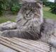 Maine Coon El Diablo POLY