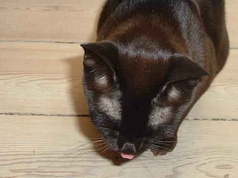 Burmeser Isis of Magicat Dk billede 2