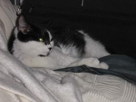 Blanding af racer O'malley billede 17