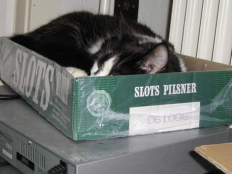 Blanding af racer O'malley billede 18