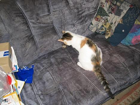 Blanding af racer Betteskid - Nej, en sød mus.. billede 1