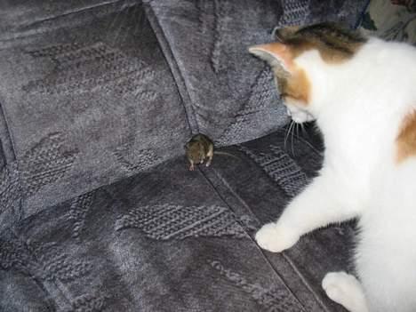 Blanding af racer Betteskid - Skal vi lege? billede 2